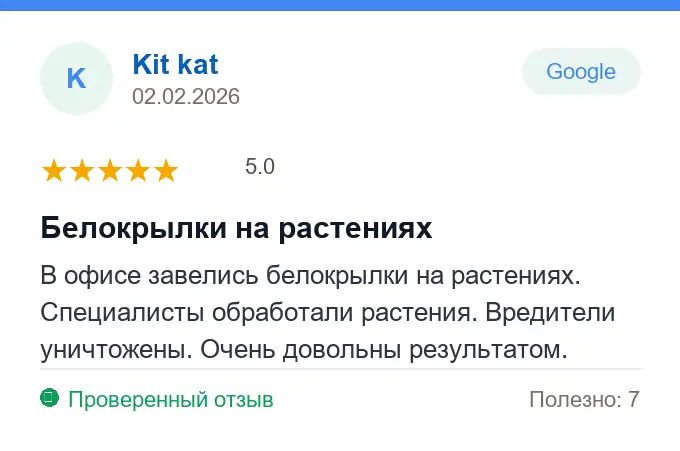 Отзыв Kit kat: Белокрылки на растениях